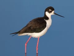 Black-necked Stilt