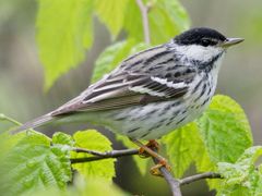 Blackpoll Warbler