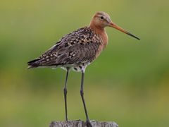 Black-tailed Godwit
