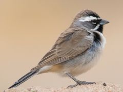Black-throated Sparrow