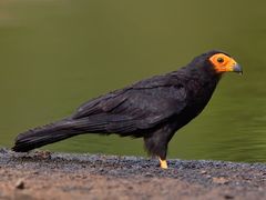 Black Caracara