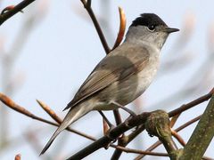 Eurasian Blackcap