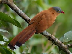 Black-bellied Cuckoo