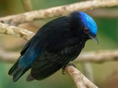 Blue-capped Manakin
