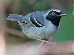 Black-faced Antbird