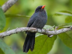 Black-fronted Nunbird