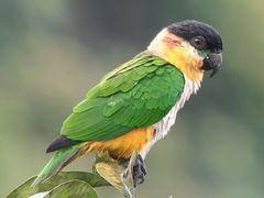 Black-headed Parrot