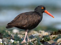 Black Oystercatcher