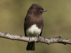 Black Phoebe