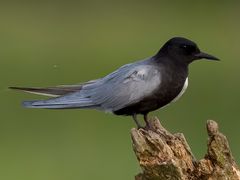 Black Tern