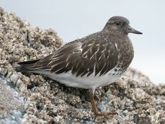 Black Turnstone