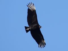 Black Vulture