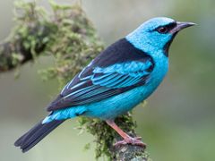Blue Dacnis