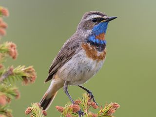 Blauwborst