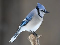Blue Jay