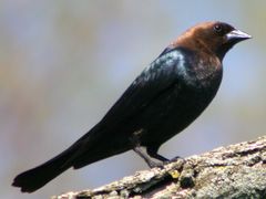 Brown-headed Cowbird