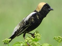 Bobolink