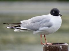 Bonaparte's Gull