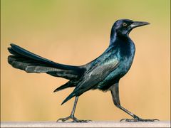Boat-tailed Grackle