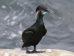 Brandt's Cormorant