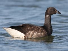 Brant
