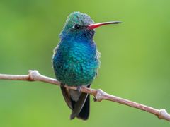 Broad-billed Hummingbird