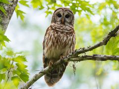 Barred Owl