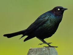 Brewer's Blackbird