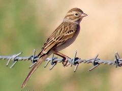 Brewer's Sparrow