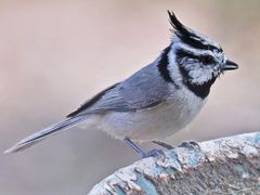 Bridled Titmouse