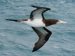 Brown Booby