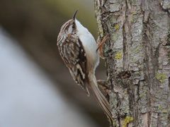 Brown Creeper