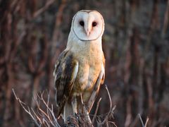 American Barn Owl