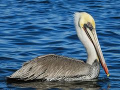 Brown Pelican