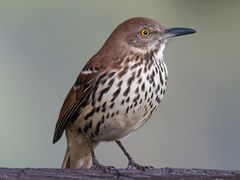 Brown Thrasher