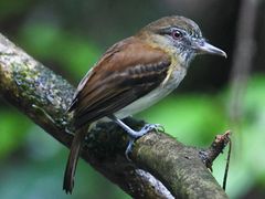 Bright-rumped Attila