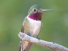 Broad-tailed Hummingbird