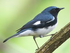 Black-throated Blue Warbler
