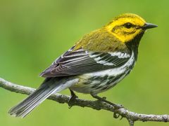 Black-throated Green Warbler