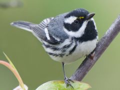 Black-throated Gray Warbler