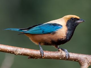 Burnished-buff Tanager