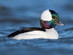 Bufflehead