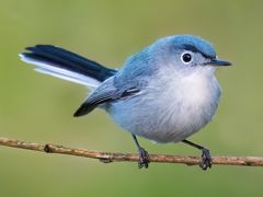 Blue-gray Gnatcatcher