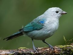 Blue-gray Tanager