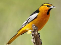 Bullock's Oriole