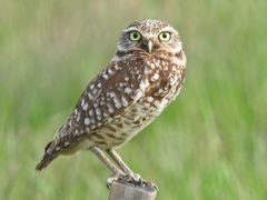 Burrowing Owl