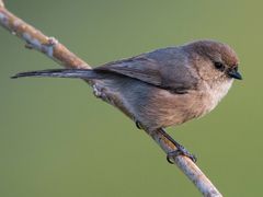 Bushtit