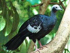 Blue-throated Piping-Guan