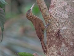 Buff-throated Woodcreeper