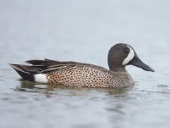 Blue-winged Teal